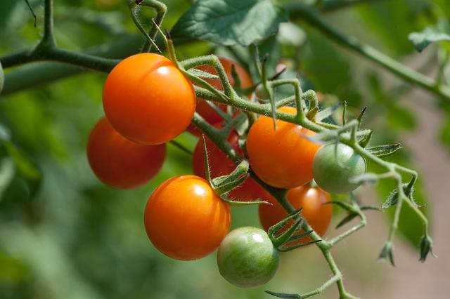 Sun Gold Tomatos