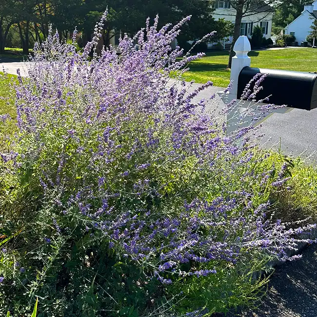 Russian Sage Plant