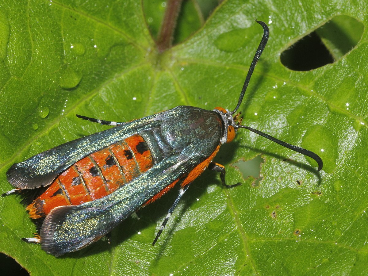 Adult Squash Vine Borer