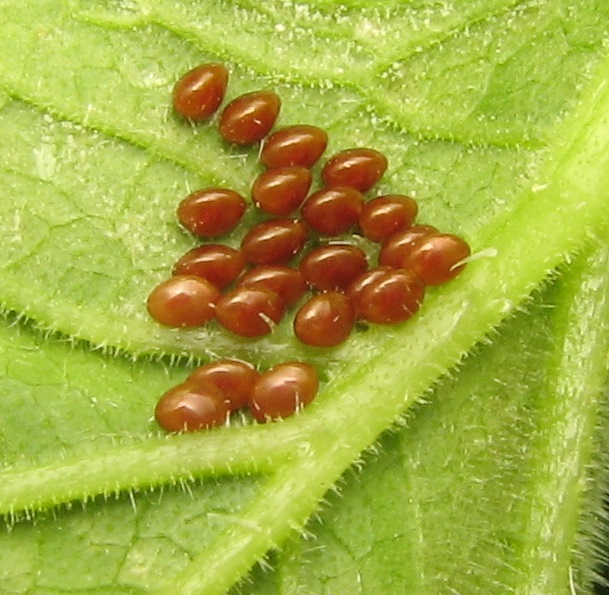 Squash Bug Eggs