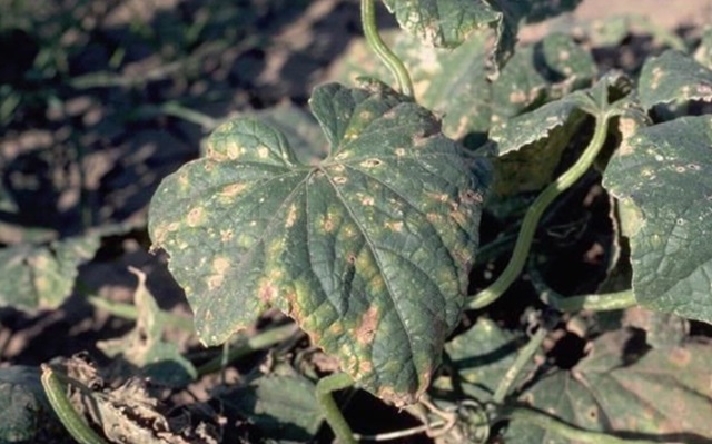 Angular Leaf Spot