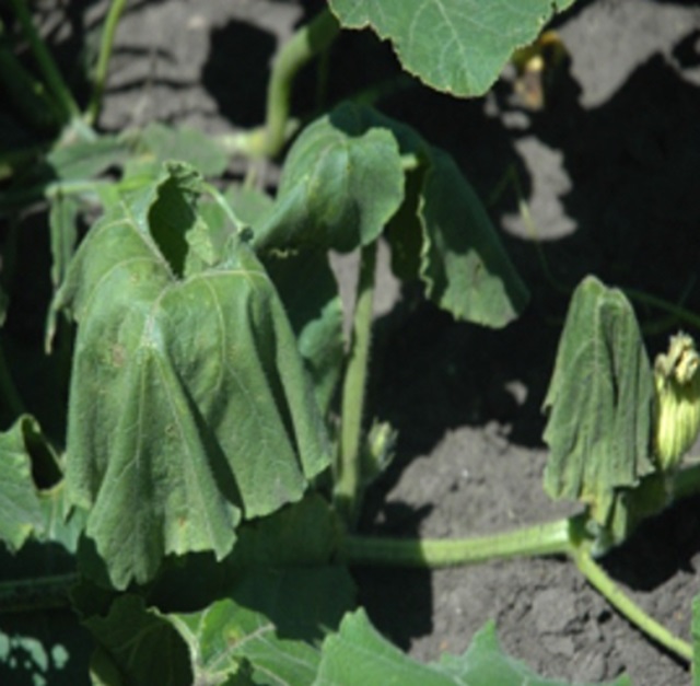 Cucumber Bacterial Wilt 