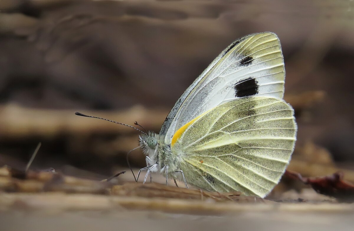 Adult Cabbage White 