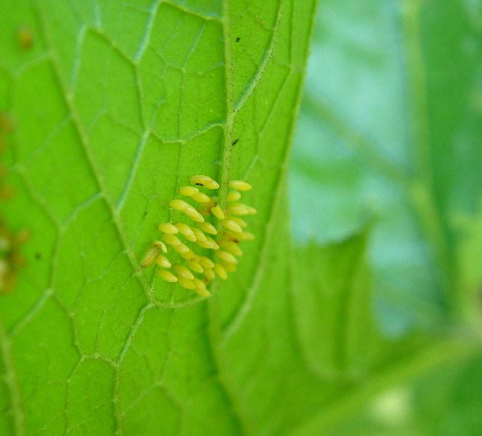 Cucumber Beetle Eggs