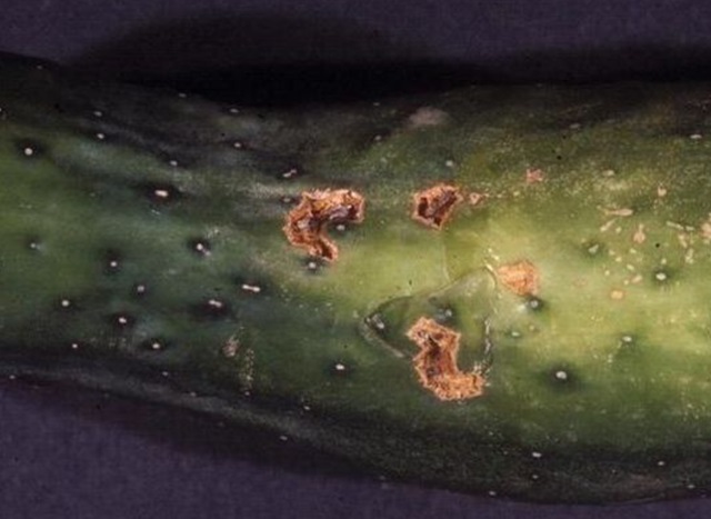 Cucumber Scab