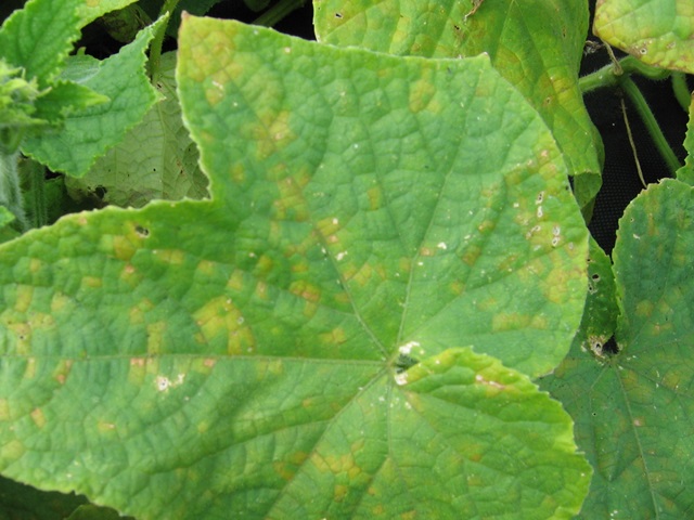 Downy Mildew