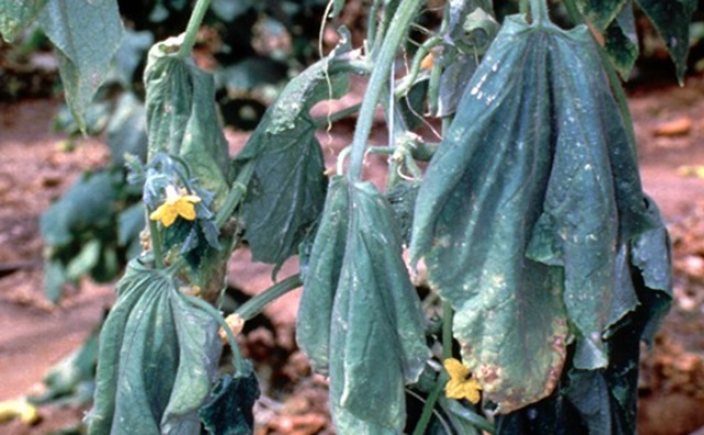 Fusarium Wilt