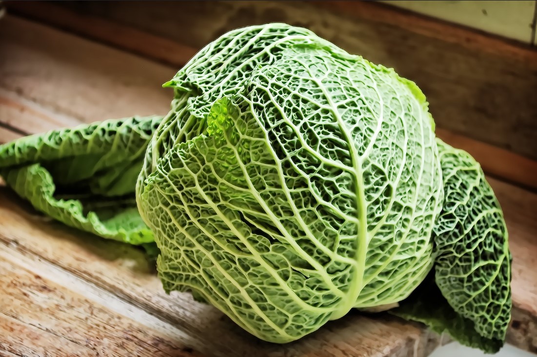 Green Cabbage