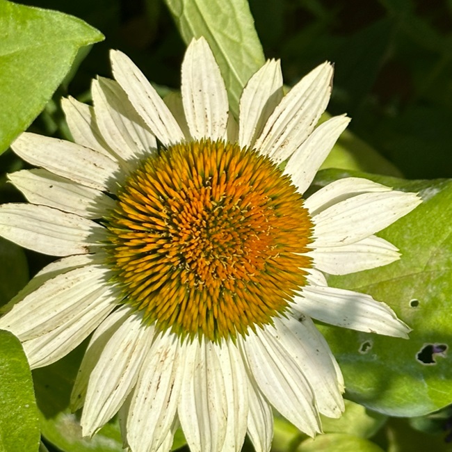 Fragrant Angel Coneflower