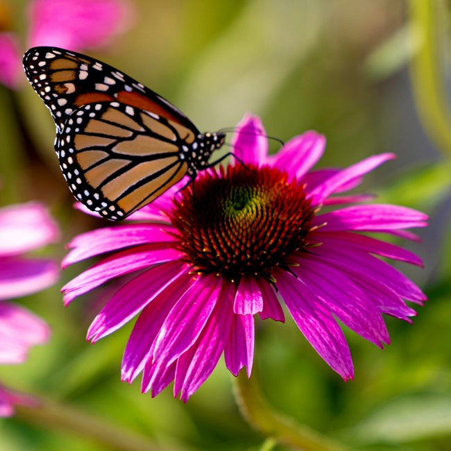 Coneflower with Monarch Butterfly