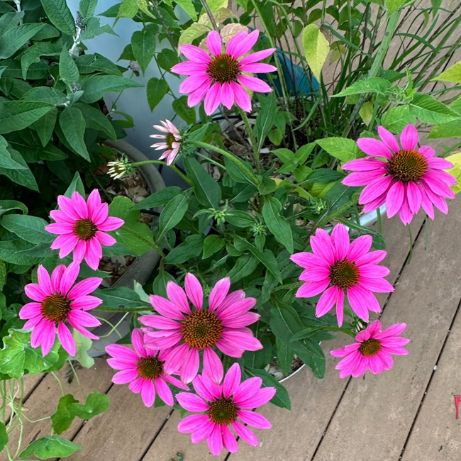 Wild Berry Coneflowers