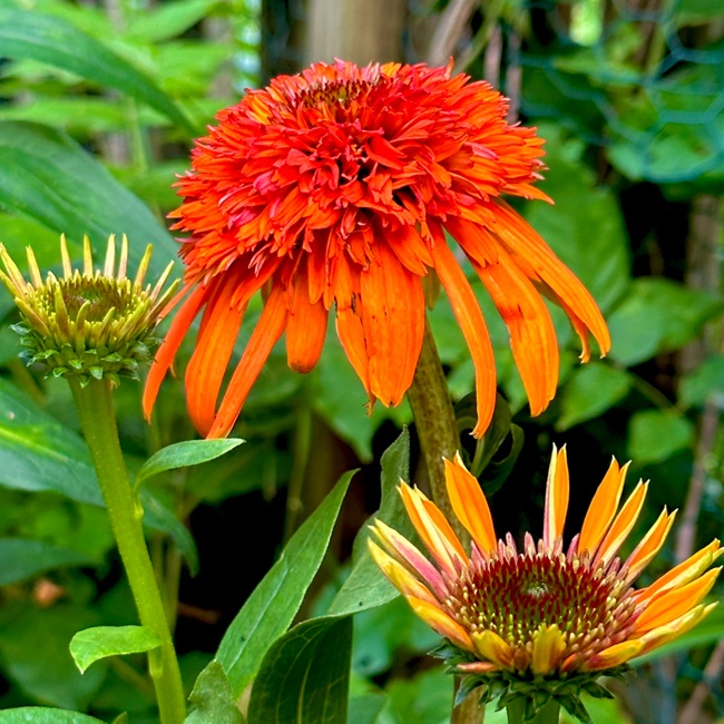 Double Coneflower