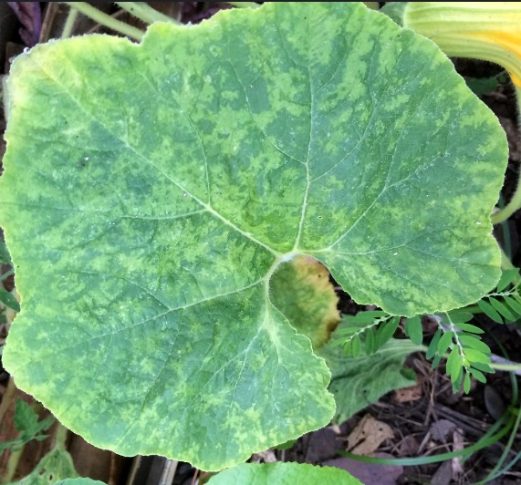 Cucumber Mosaic Virus