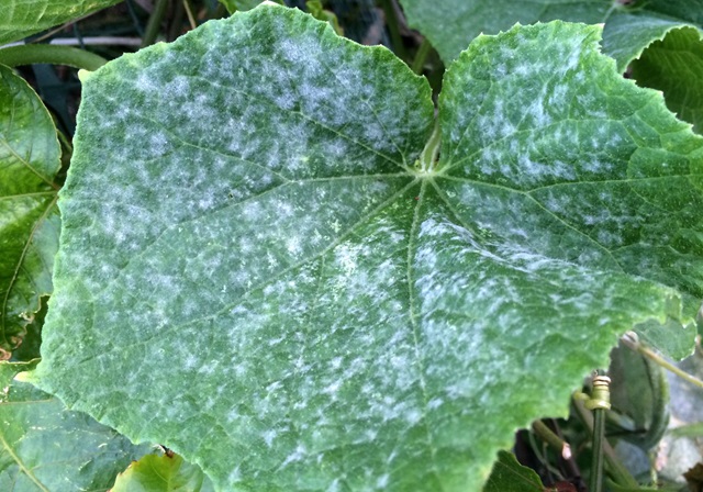 Powdery Mildew