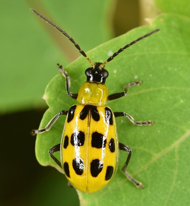 Spotted Cucumber Beetle