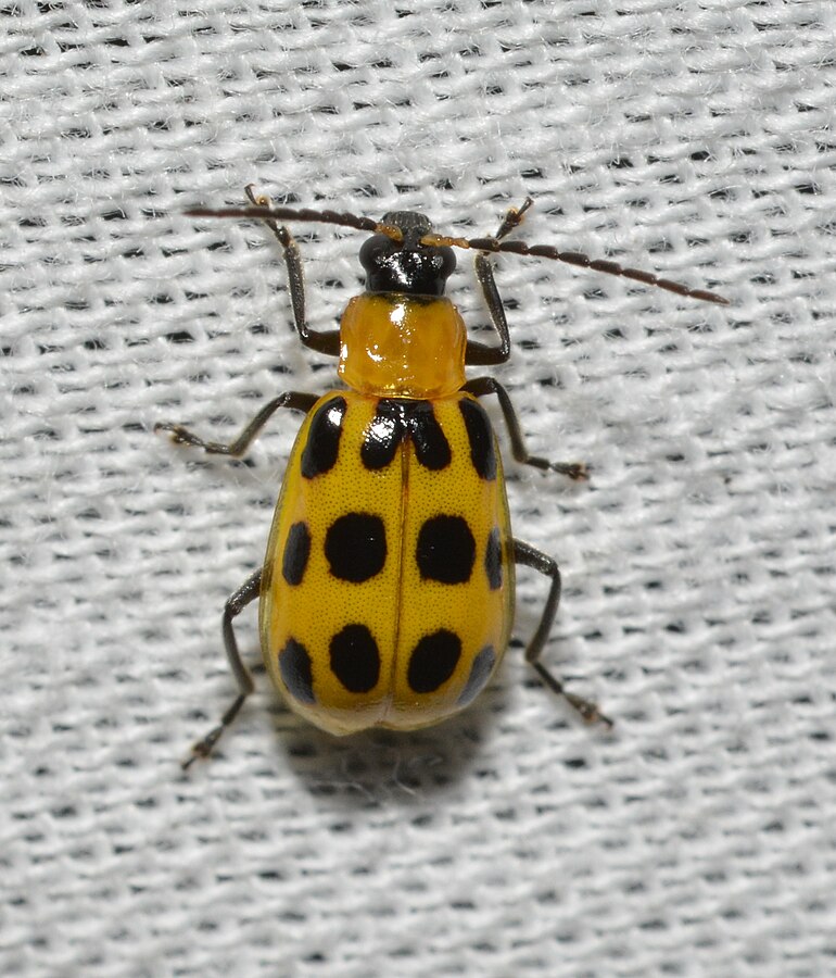 Spotted Cucumber Beetle