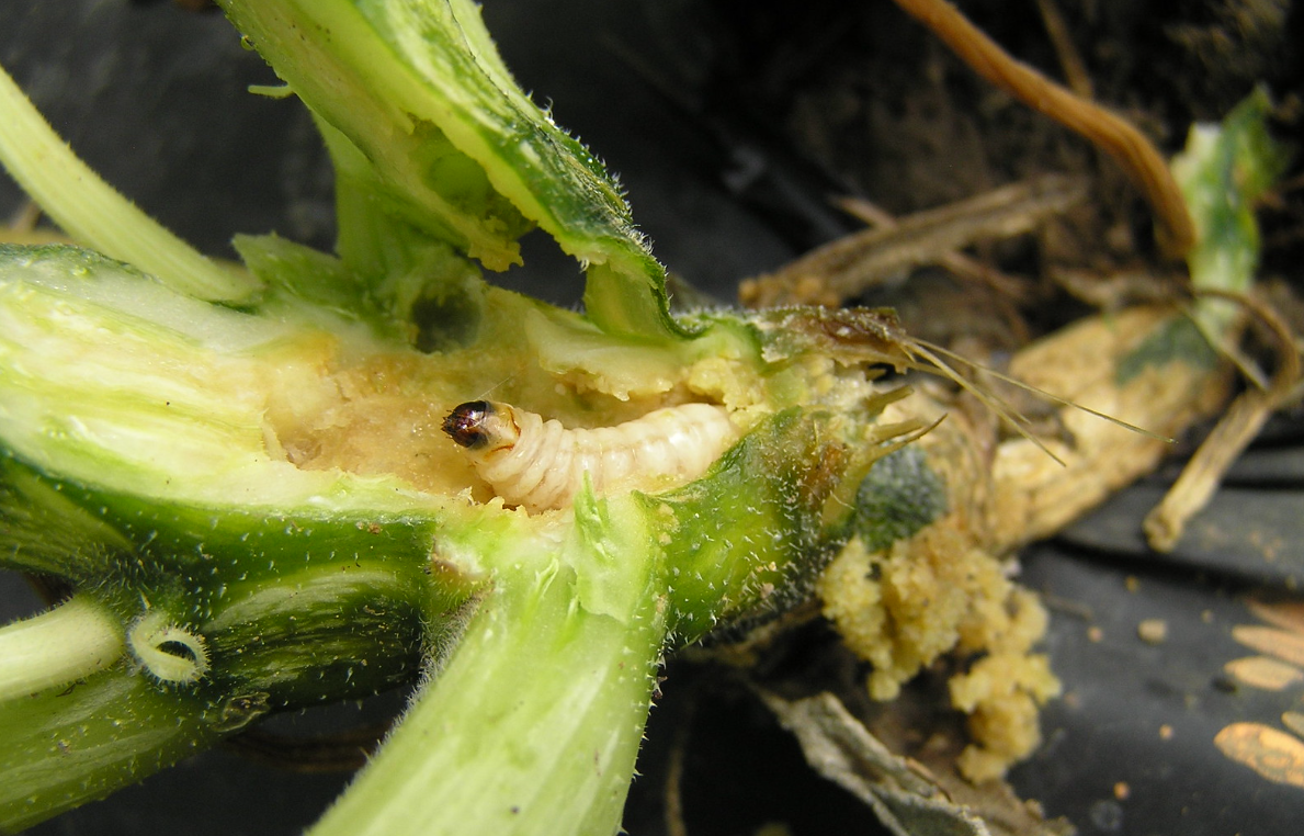 Squash Vine Borer Larvae