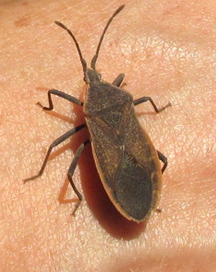 Adukt Squash Bug