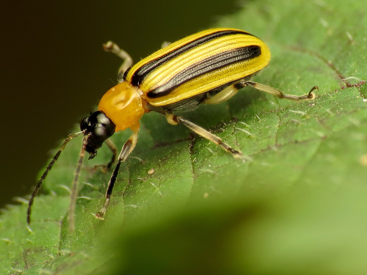 Striped Cucumber Beetle