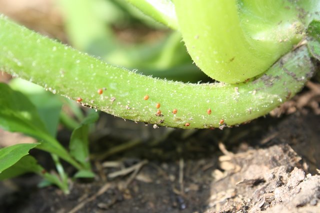 Squash Vine Borer Eggs