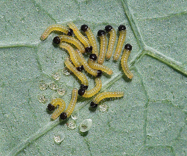 Cabbage White Larvae