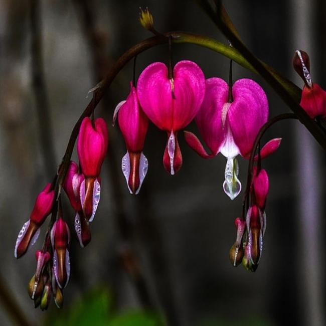 Bleeding Heart Flower