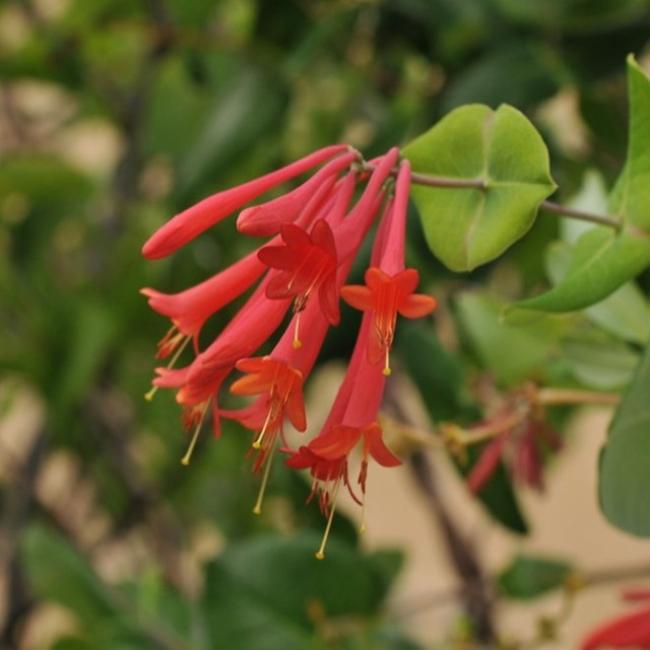 Coral Honeysuckle