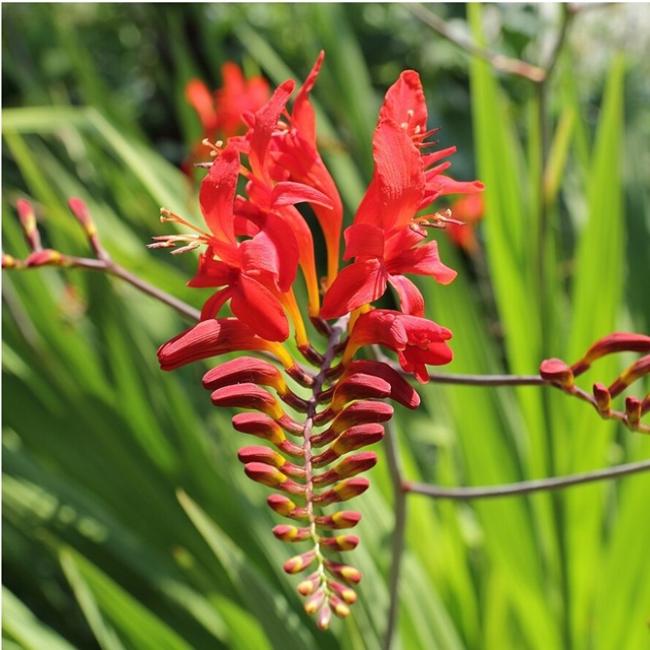 Crocosmia Lucifer