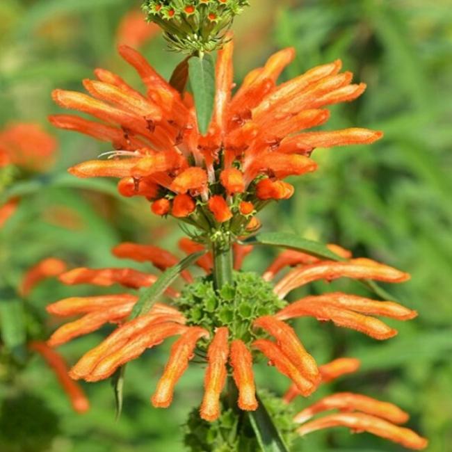 Lions Tail Flower