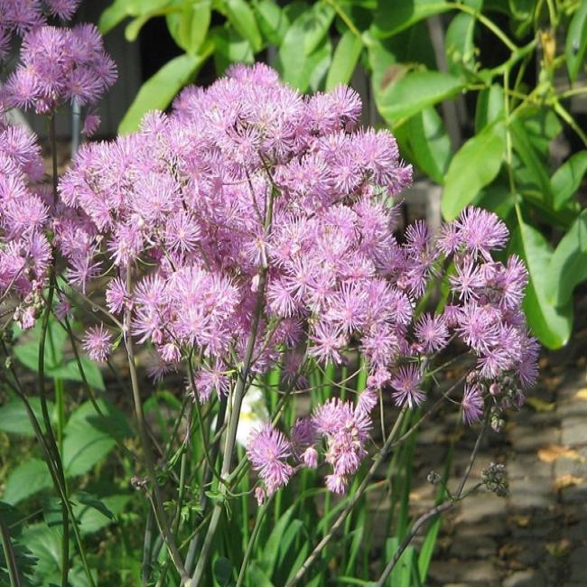 Meadow Rue