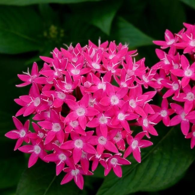 Pentas