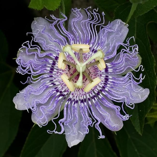 Purple Passionflower