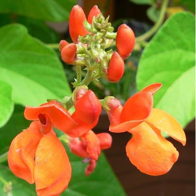 Scarlet Runner BEan