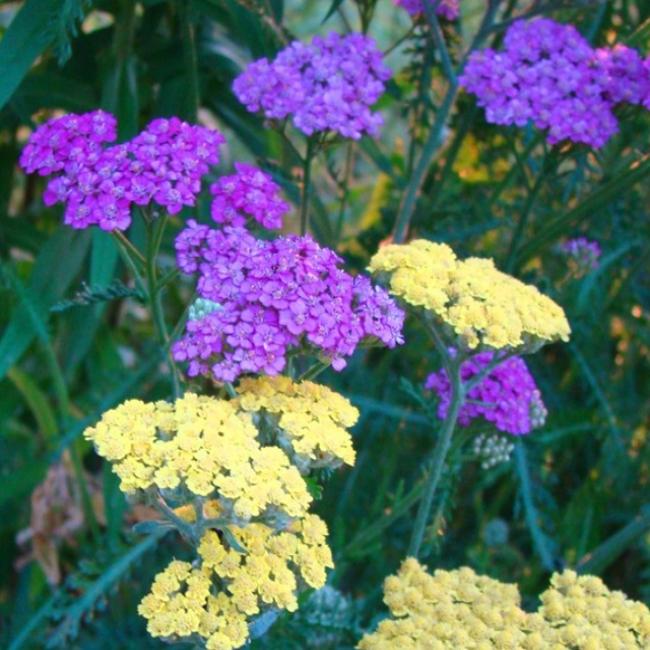 Yarrow