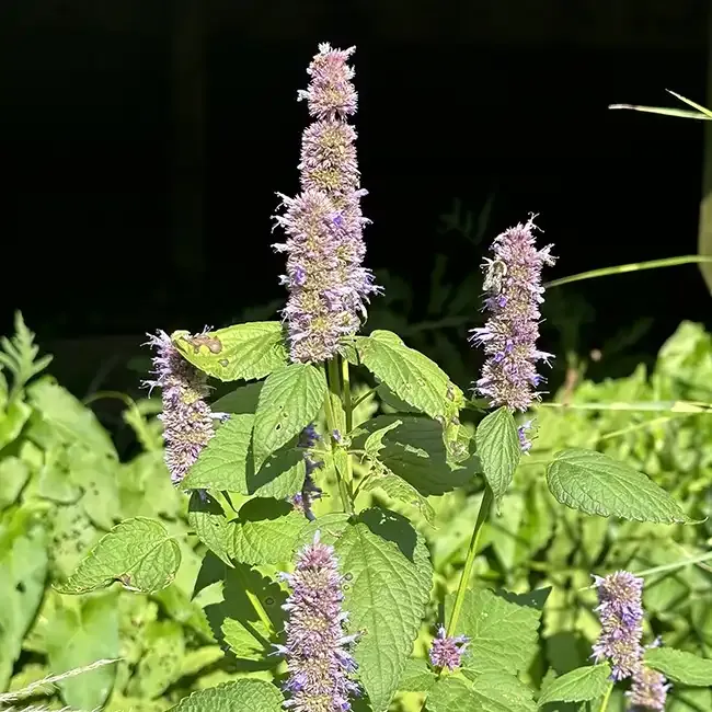 Anise Hyssop