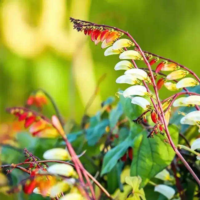 Firecracker Vine, Spanish Flag