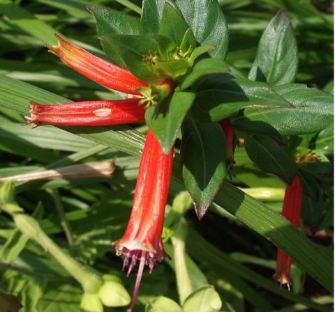 Firecracker Plant