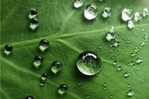 Water Droplets on Leaf