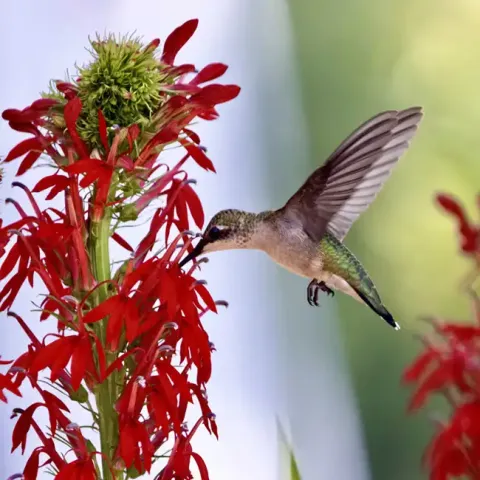 Cardinal Flower with Hummingbird 