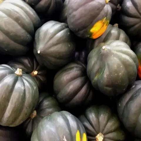 Growing Acorn Squash in the Home Garden