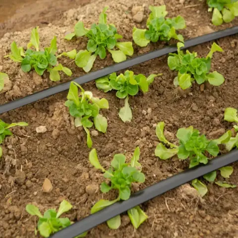 Drip Irrigation