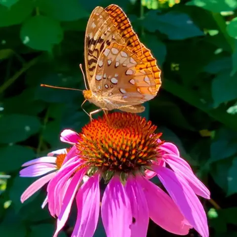 Coneflower with butterfly