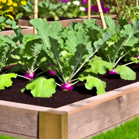 Growing Kohlrabi in the Home Garden