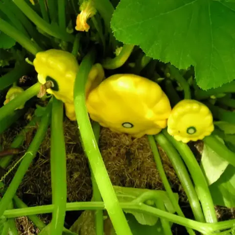 Growing Pattypan Squash in the Home Garden