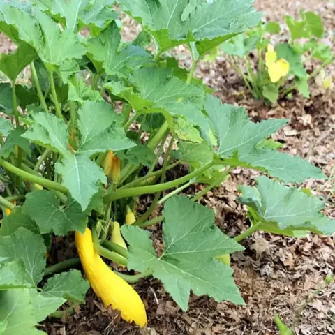 Growing Yellow Straightneck Squash in the Home Garden