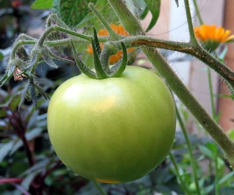 Why are my tomatoes staying green