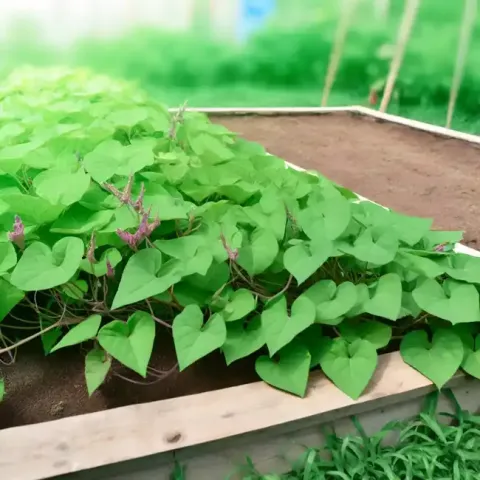 Growing Sweet Potatoes in the Home Garden