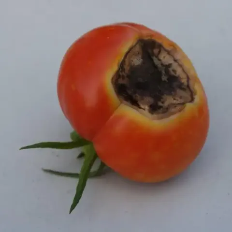 Tomato Black Spot Blossom End Rot