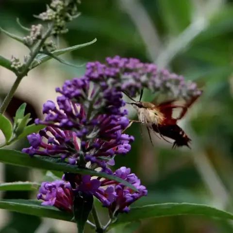 Butterfly Bush