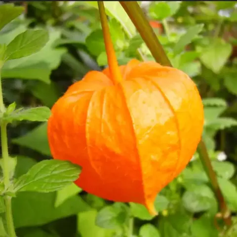 Chinese Lantern Flower